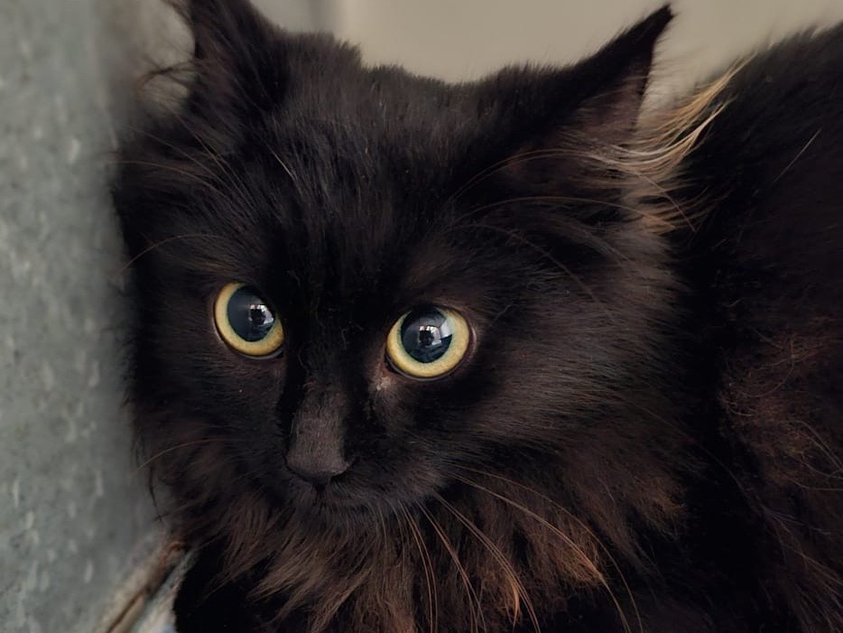 Adozione gatto, maschio, Razza sconosciuta Razza sconosciuta, 6 mesi, taglia non valida, Brescia