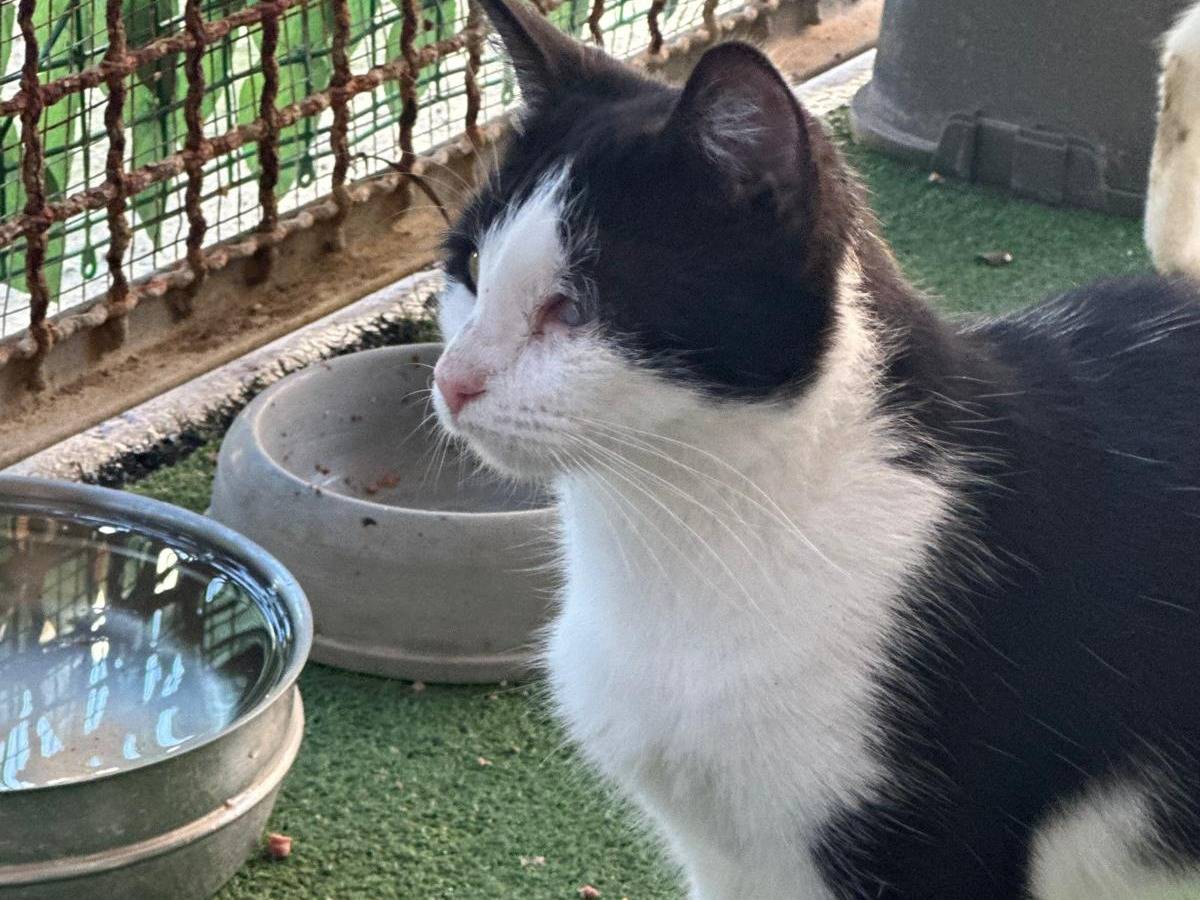 Adozione gatto, maschio, Razza sconosciuta Razza sconosciuta, 8 mesi, taglia non valida, Trapani