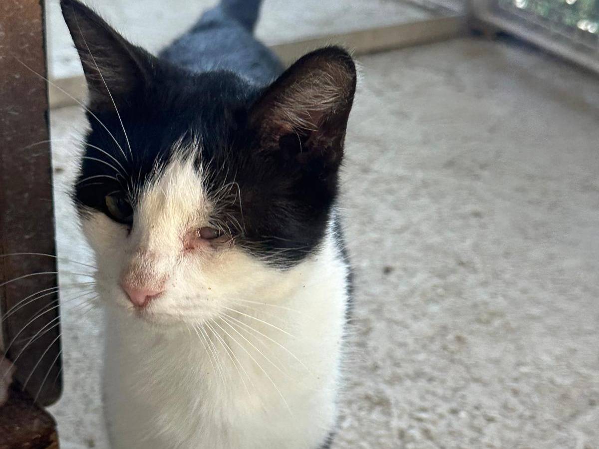 Adotta un gatto, taglia non valida, maschio, Trapani