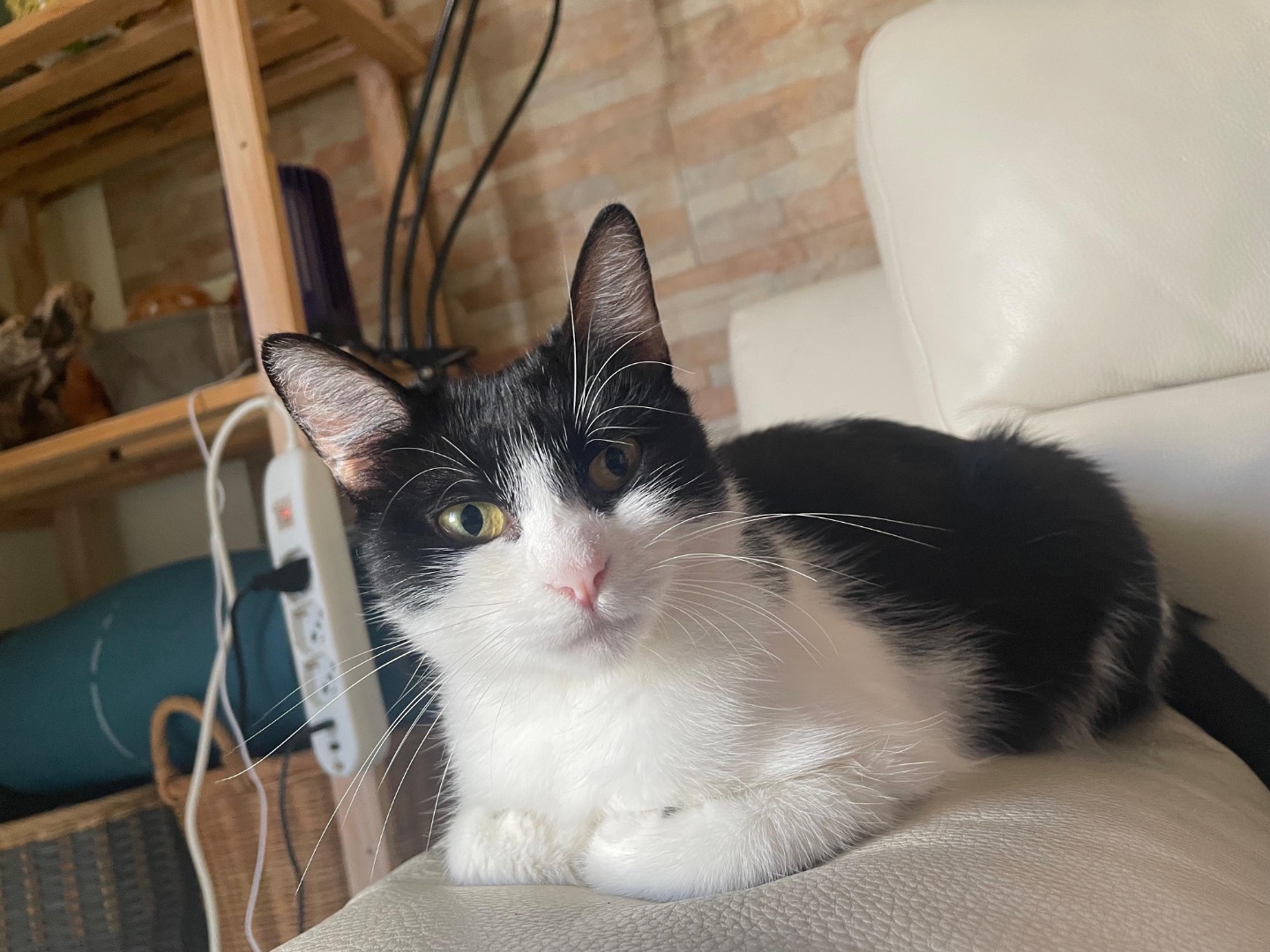 Adozione gatto, femmina, Razza sconosciuta Razza sconosciuta, 2 anni, taglia non valida, Ragusa