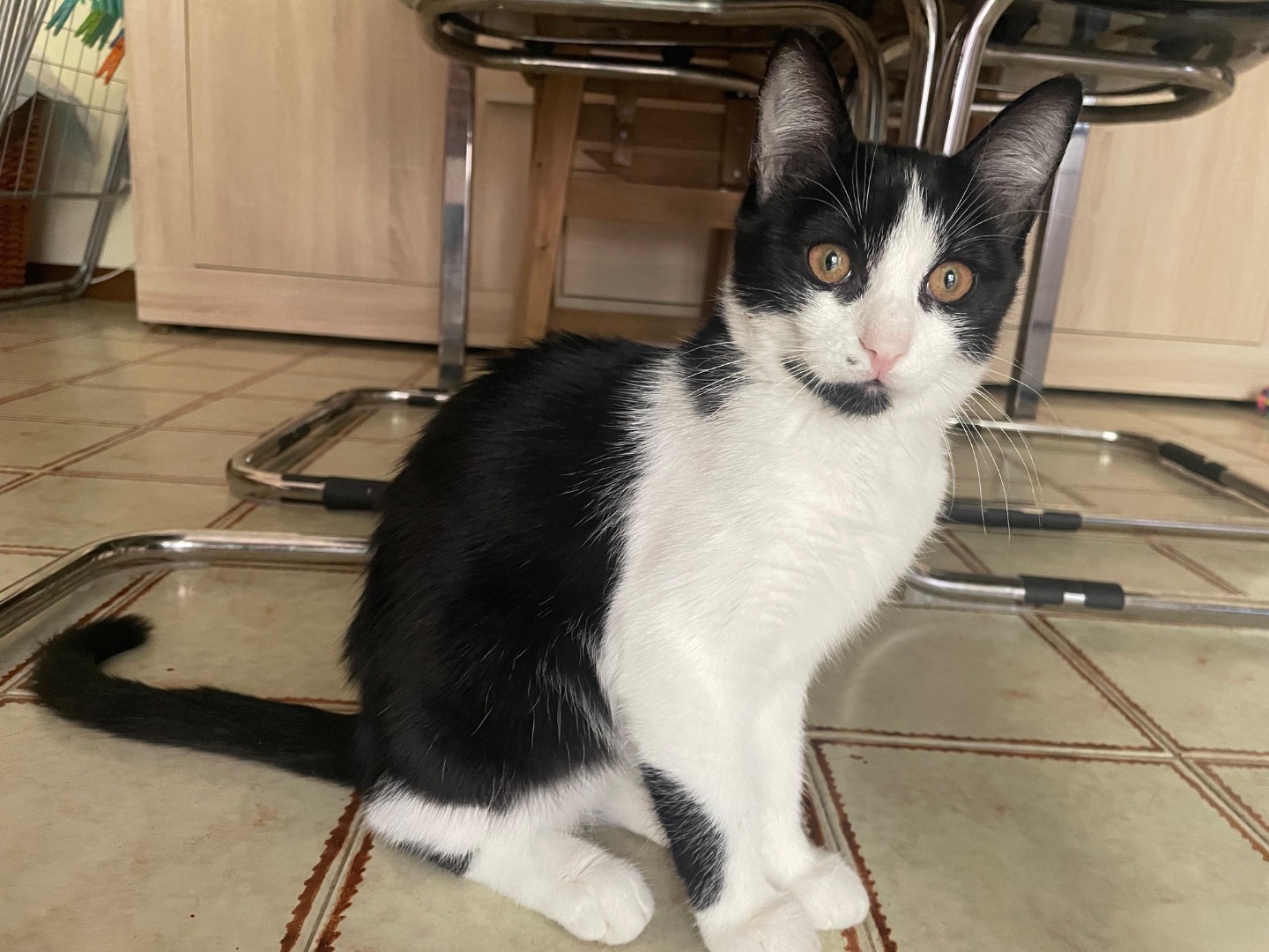 Adozione gatto, femmina, Razza sconosciuta Razza sconosciuta, 4 mesi, taglia non valida, Ragusa