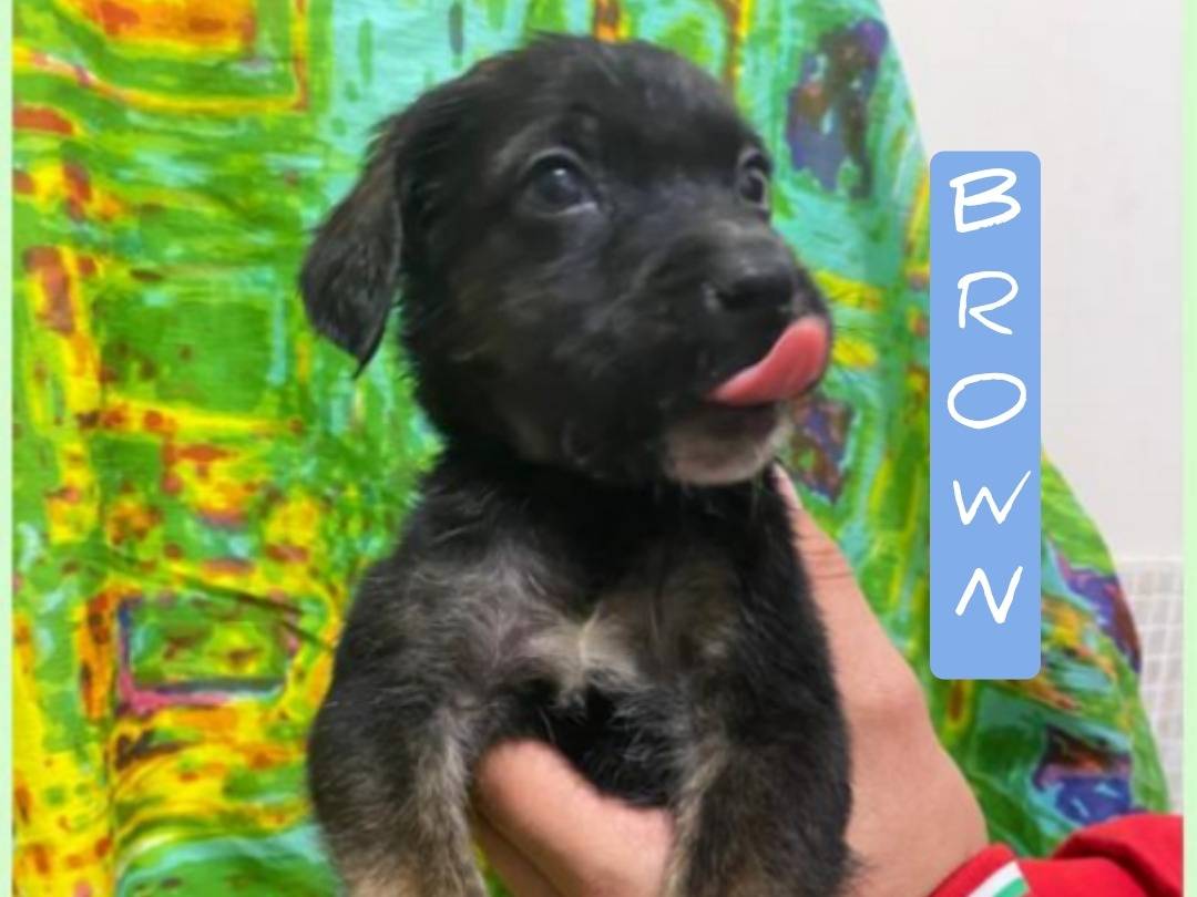 Adozione cane, maschio, Razza sconosciuta Razza sconosciuta, 1 mesi, taglia media, Viterbo