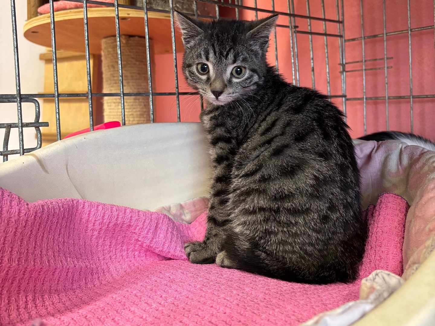 Adozione gatto, femmina, Razza sconosciuta Razza sconosciuta, 2 mesi, taglia non valida, Brescia