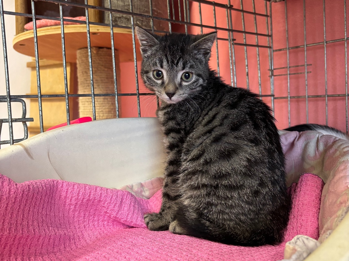 Adotta un gatto, femmina, 2 mesi, Brescia