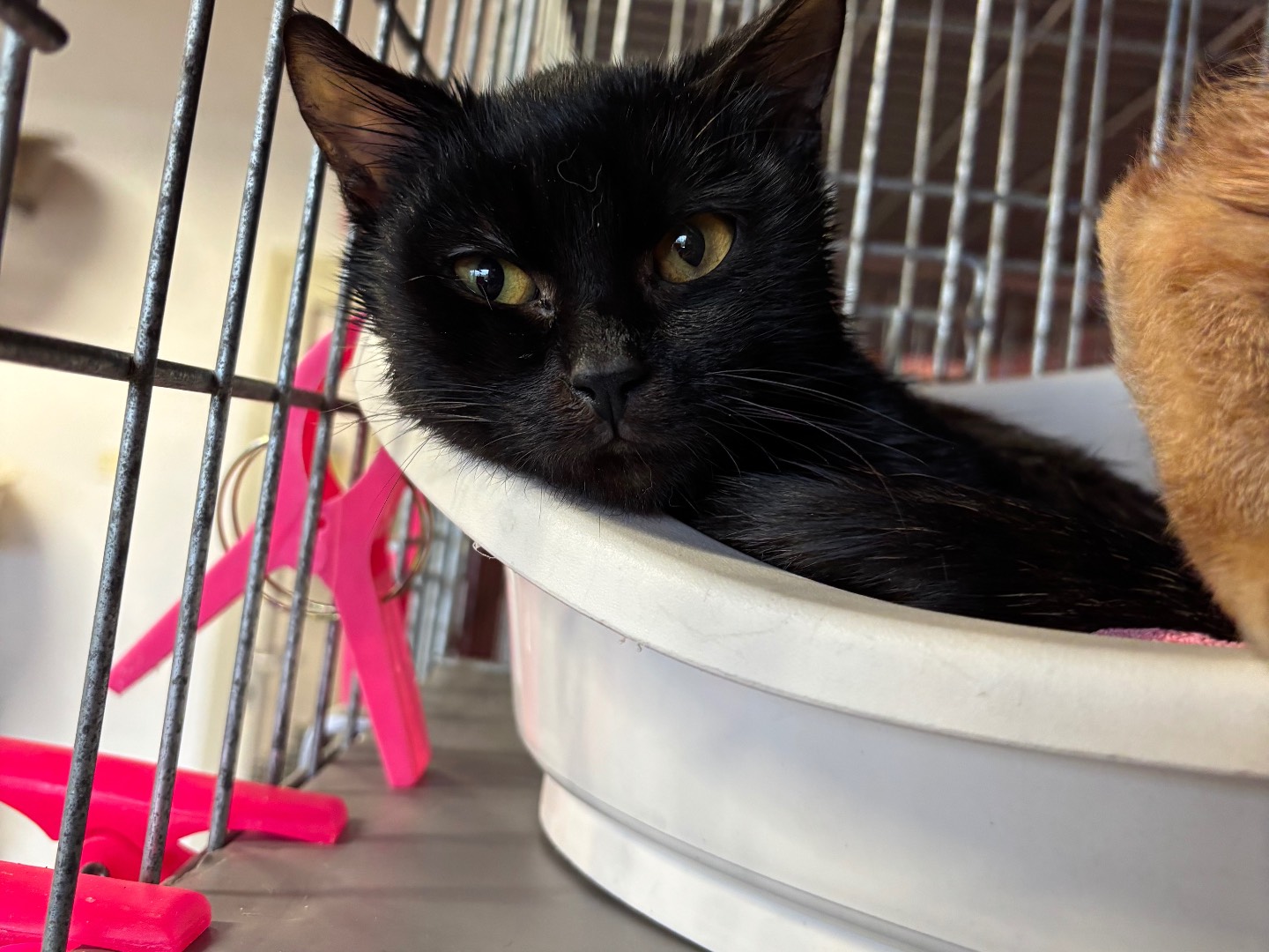 Adozione gatto, maschio, Razza sconosciuta Razza sconosciuta, 5 mesi, taglia non valida, Brescia