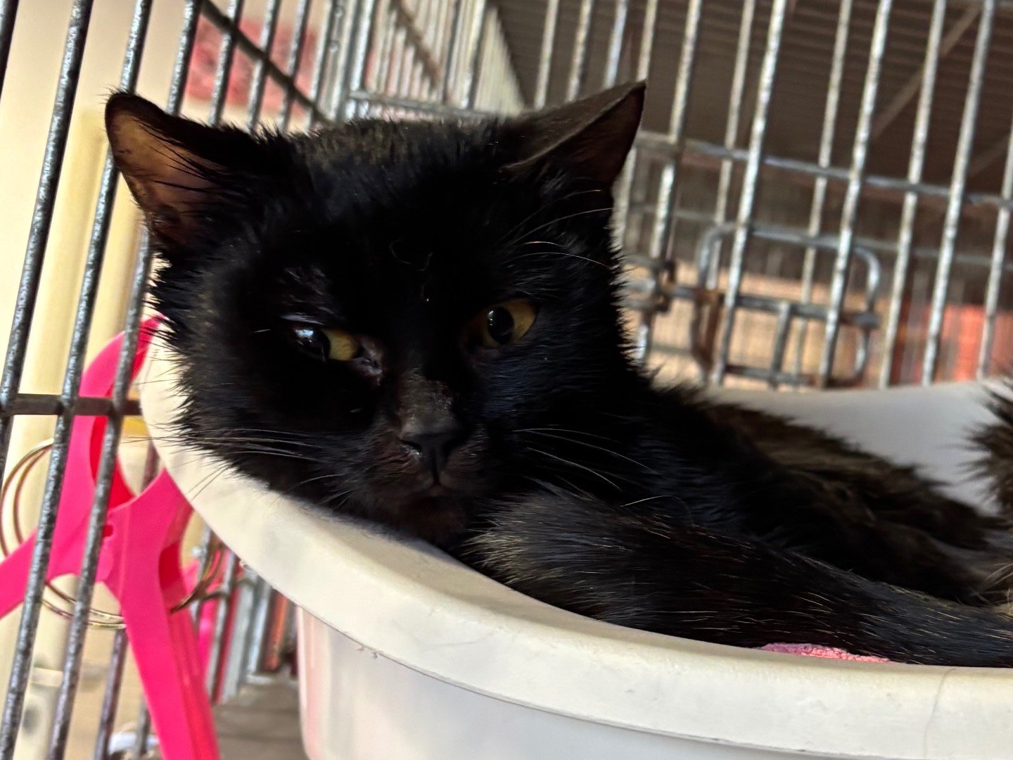 Adotta un gatto, maschio, 5 mesi, Brescia