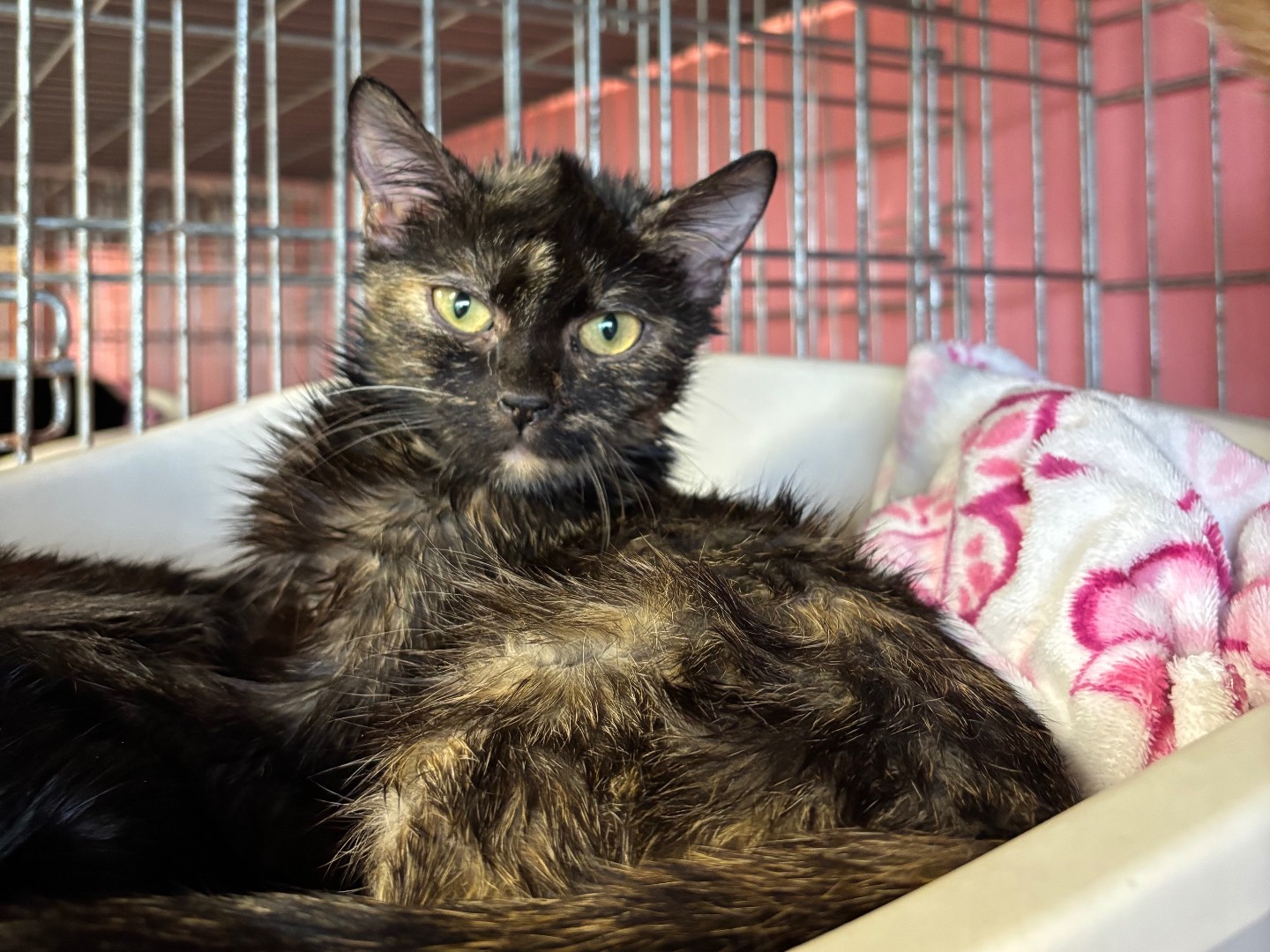 Adozione gatto, femmina, Razza sconosciuta Razza sconosciuta, 5 mesi, taglia non valida, Brescia