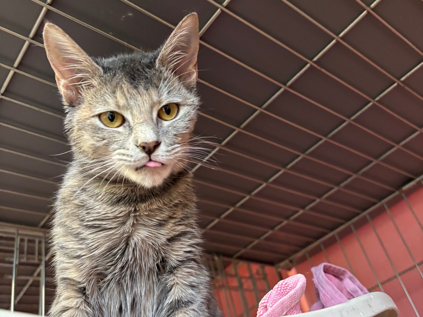 Adotta un gatto, femmina, 6 mesi, Brescia