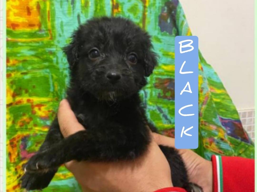 Adozione cane, maschio, Razza sconosciuta Razza sconosciuta, 1 mesi, taglia media, Viterbo