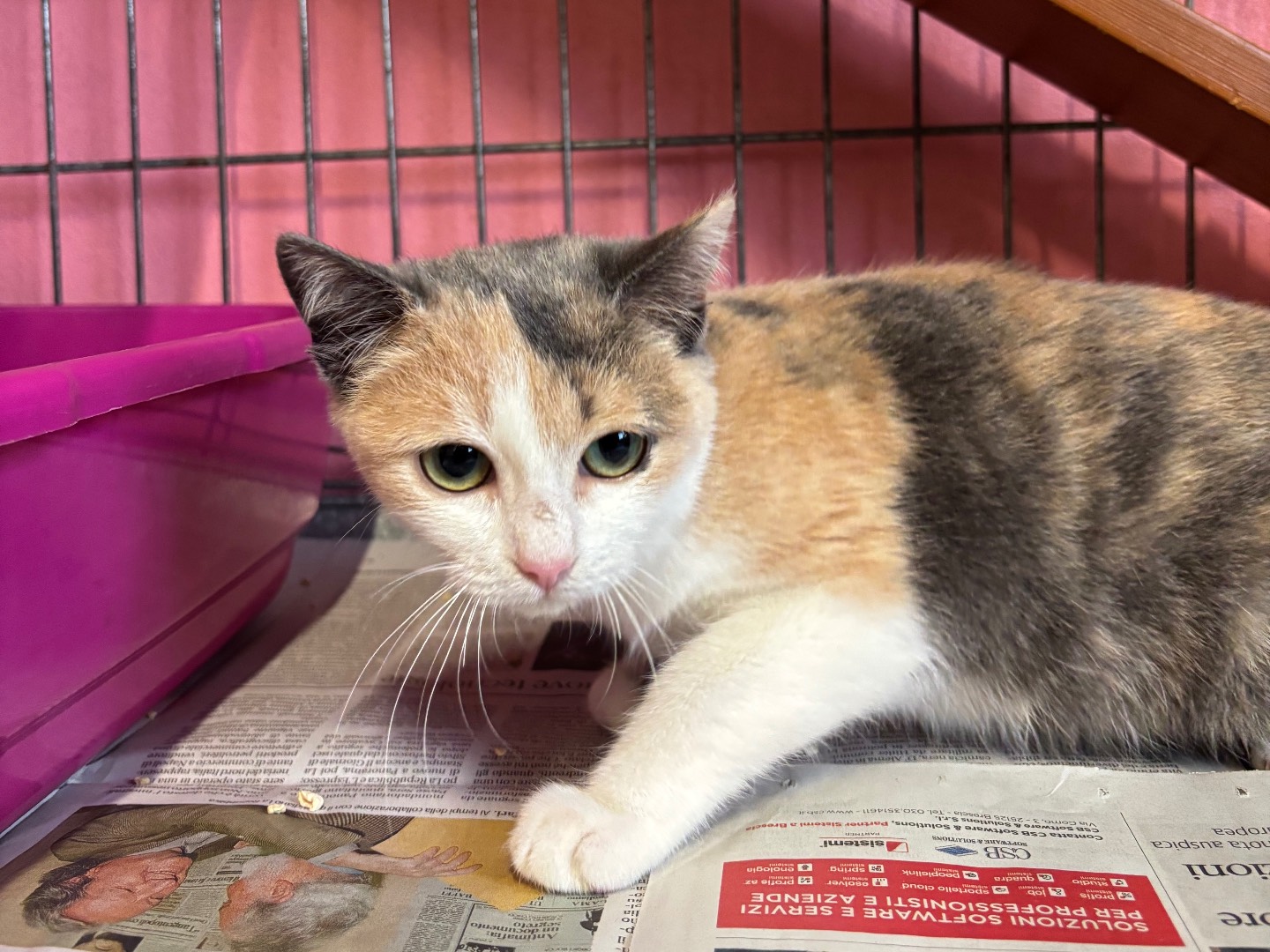 Adozione gatto, femmina, Razza sconosciuta Razza sconosciuta, 4 mesi, taglia non valida, Brescia