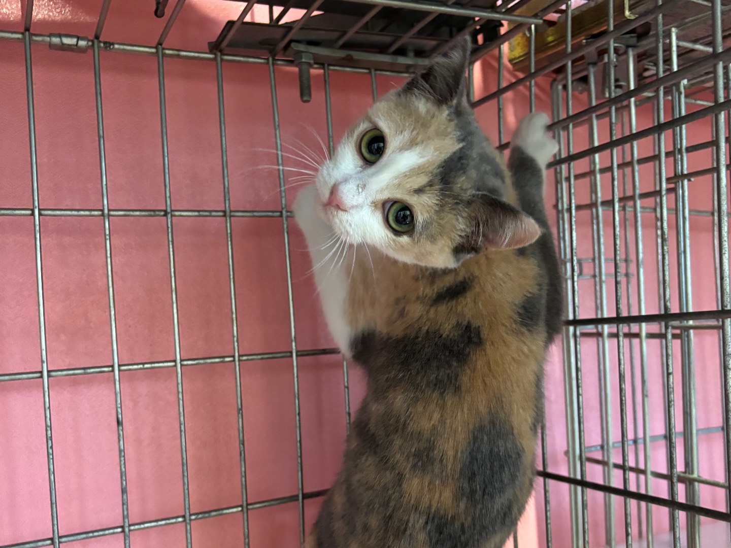 Adotta un gatto, femmina, 4 mesi, Brescia