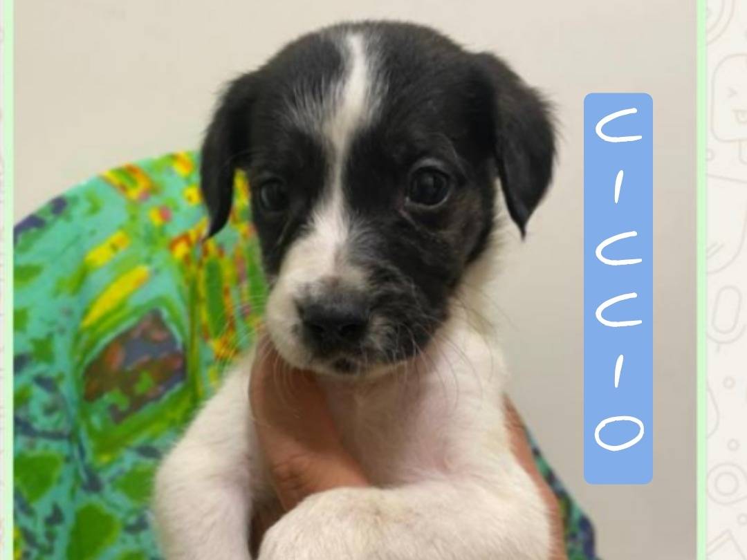 Adozione cane, maschio, Razza sconosciuta Razza sconosciuta, 1 mesi, taglia media, Viterbo