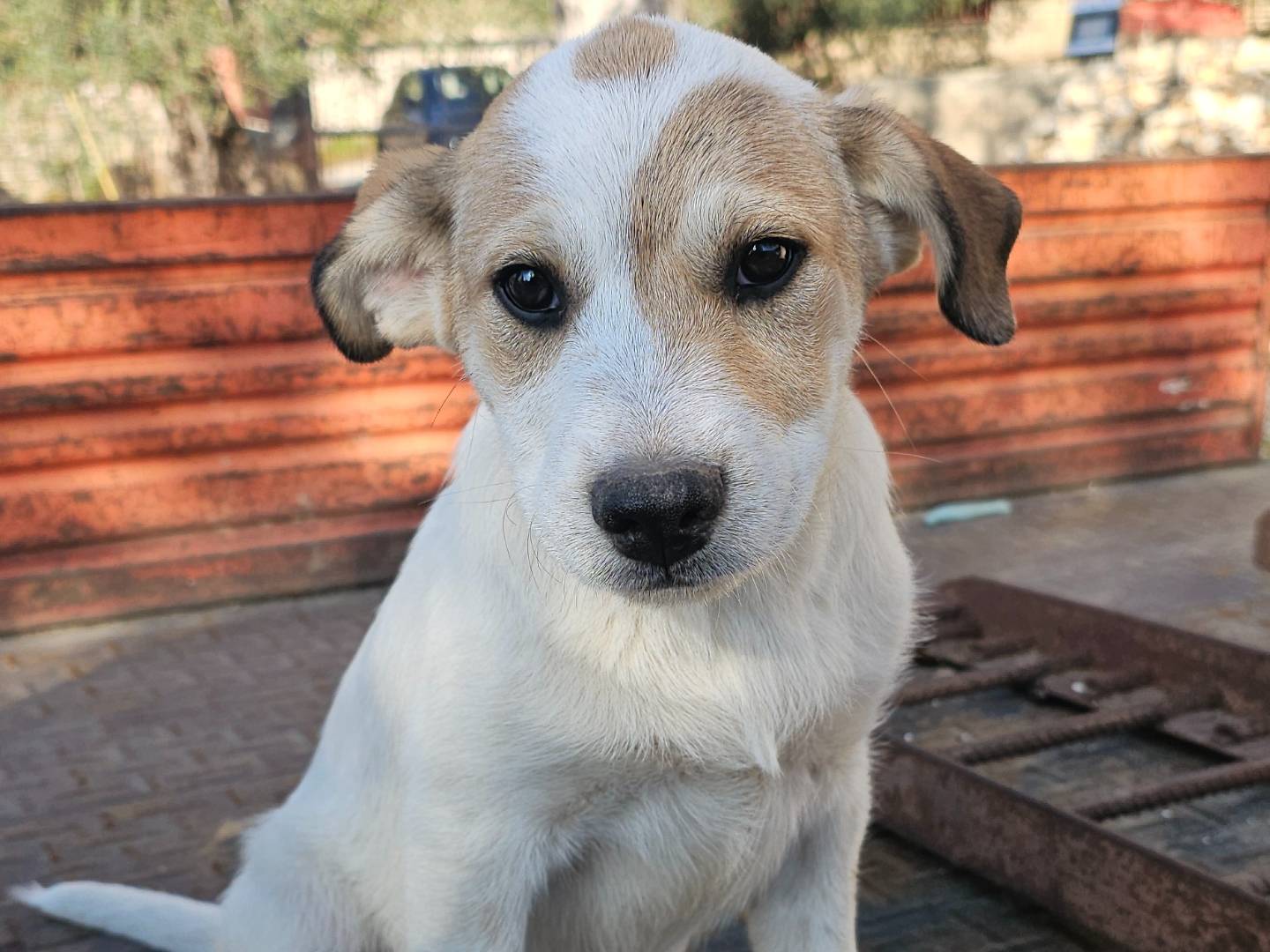 Adozione cane, femmina, Razza sconosciuta Razza sconosciuta, 3 mesi, taglia media, Avellino