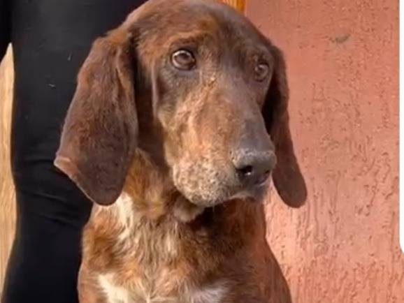 Adozione cane, maschio, Segugio Razza sconosciuta, 4 anni e 9 mesi, taglia media, Messina