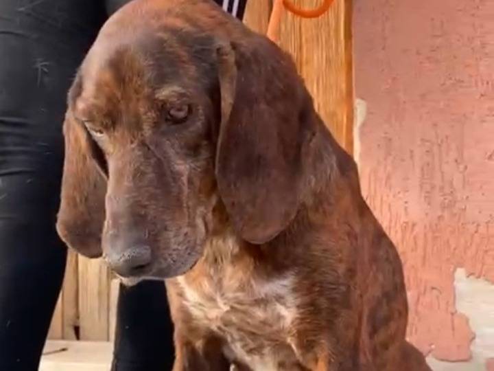 Adotta un cane, maschio, 4 anni e 9 mesi, Messina