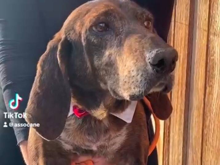 Adotta un cane, taglia media, maschio, Messina