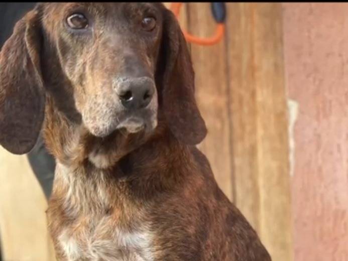 Vuoi adottare un cane a Messina?