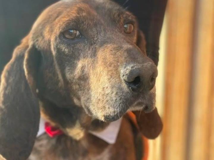 Adotta il cane Carlo Segugio splendido  a Messina