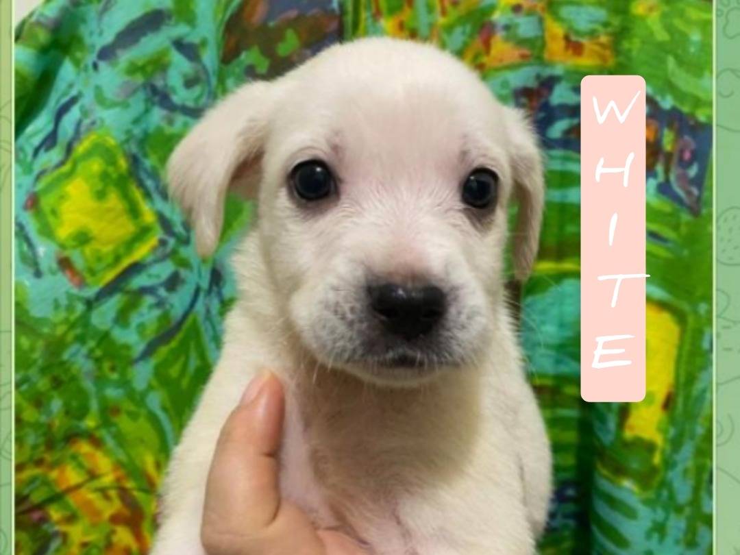 Adozione cane, femmina, Razza sconosciuta Razza sconosciuta, 1 mesi, taglia media, Viterbo