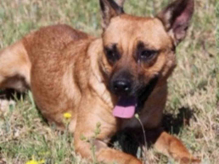 Adotta un cane, femmina, 8 anni e 2 mesi, Roma