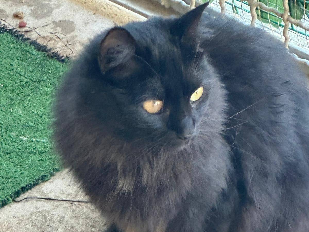 Adotta un gatto, femmina, 1 anno e 3 mesi, Trapani