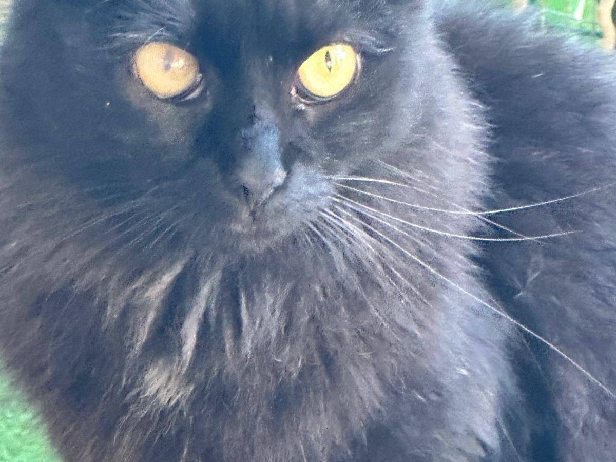 Adotta un gatto, taglia non valida, femmina, Trapani