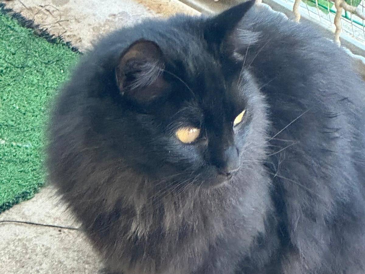 Vuoi adottare un gatto a Trapani?