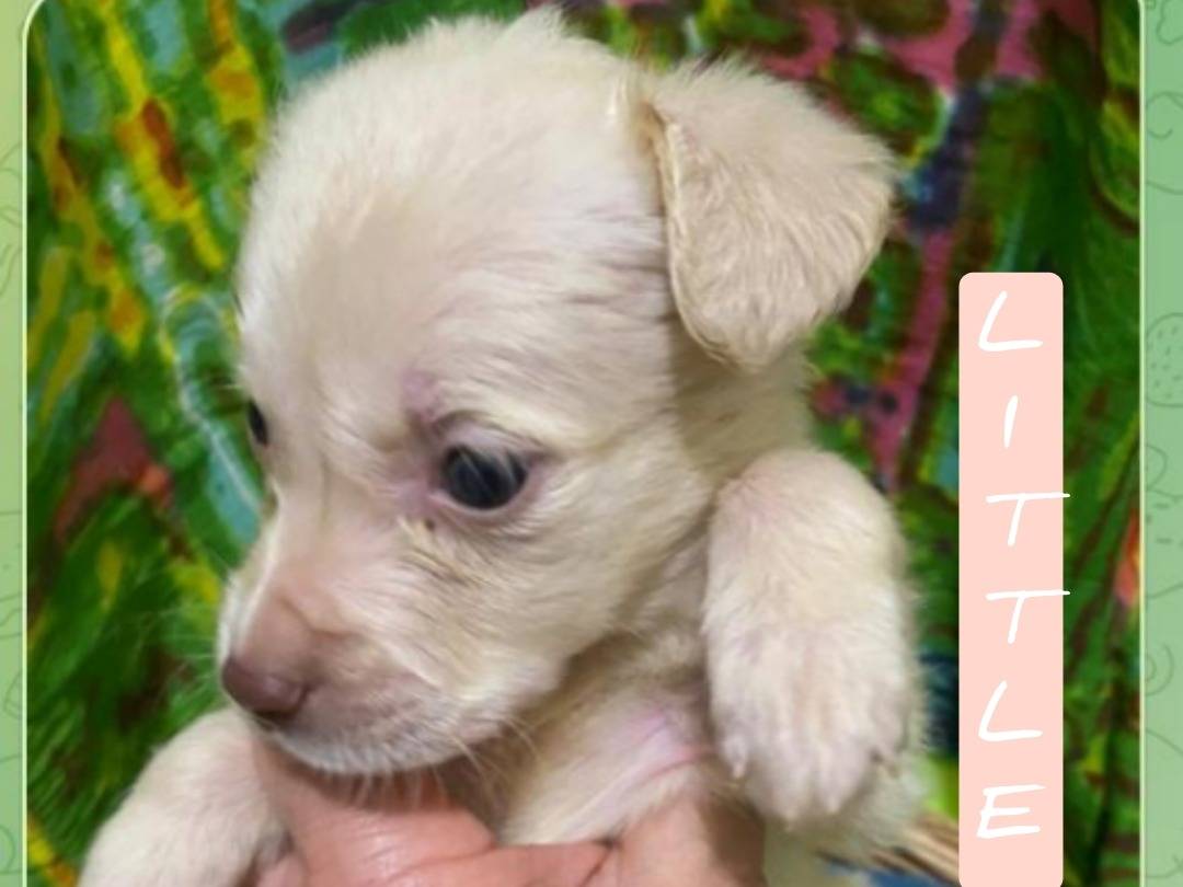 Adozione cane, femmina, Razza sconosciuta Razza sconosciuta, 1 mesi, taglia media, Viterbo