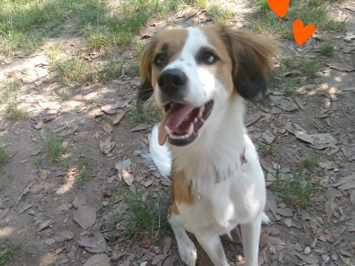 Adozione cane, maschio, Razza sconosciuta Razza sconosciuta, 1 anno e 6 mesi, taglia media contenuta, Venezia