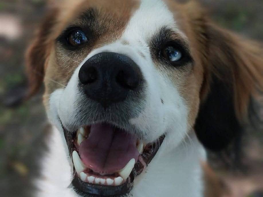 Adotta un cane, maschio, 1 anno e 6 mesi, Venezia