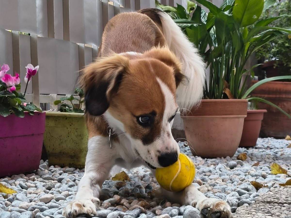 Adotta un cane, taglia media contenuta, maschio, Venezia