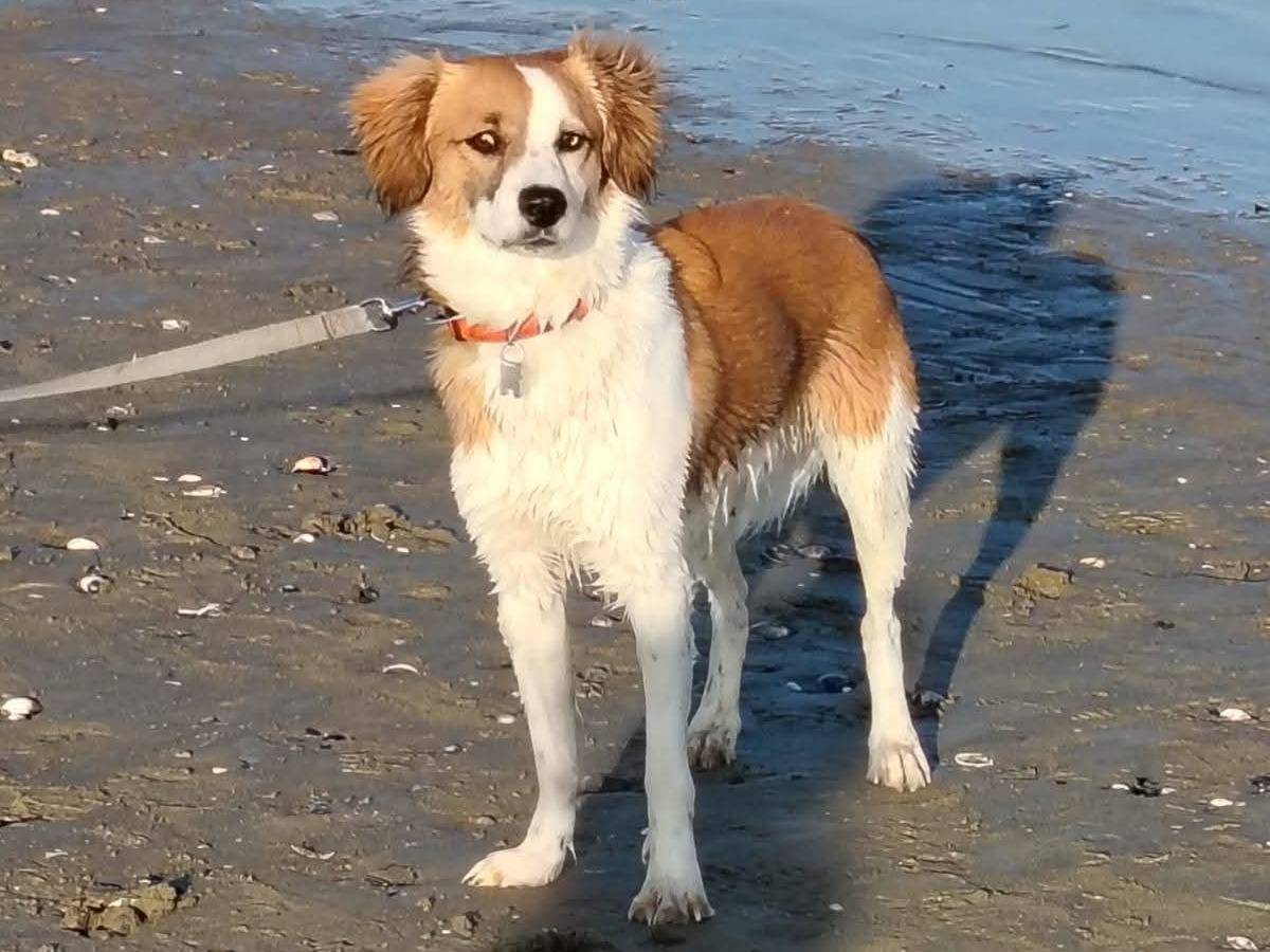 Vuoi adottare un cane a Venezia?