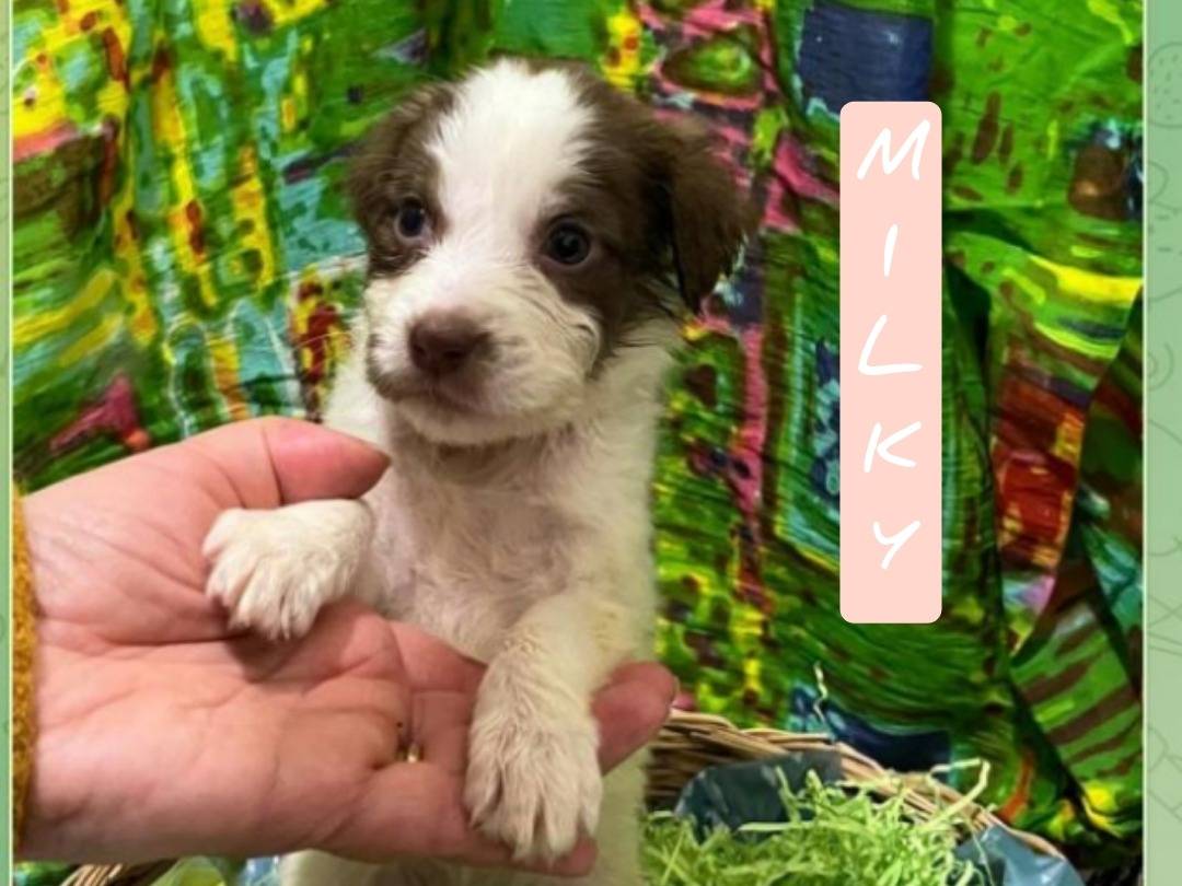 Adozione cane, femmina, Razza sconosciuta Razza sconosciuta, 1 mesi, taglia media, Viterbo