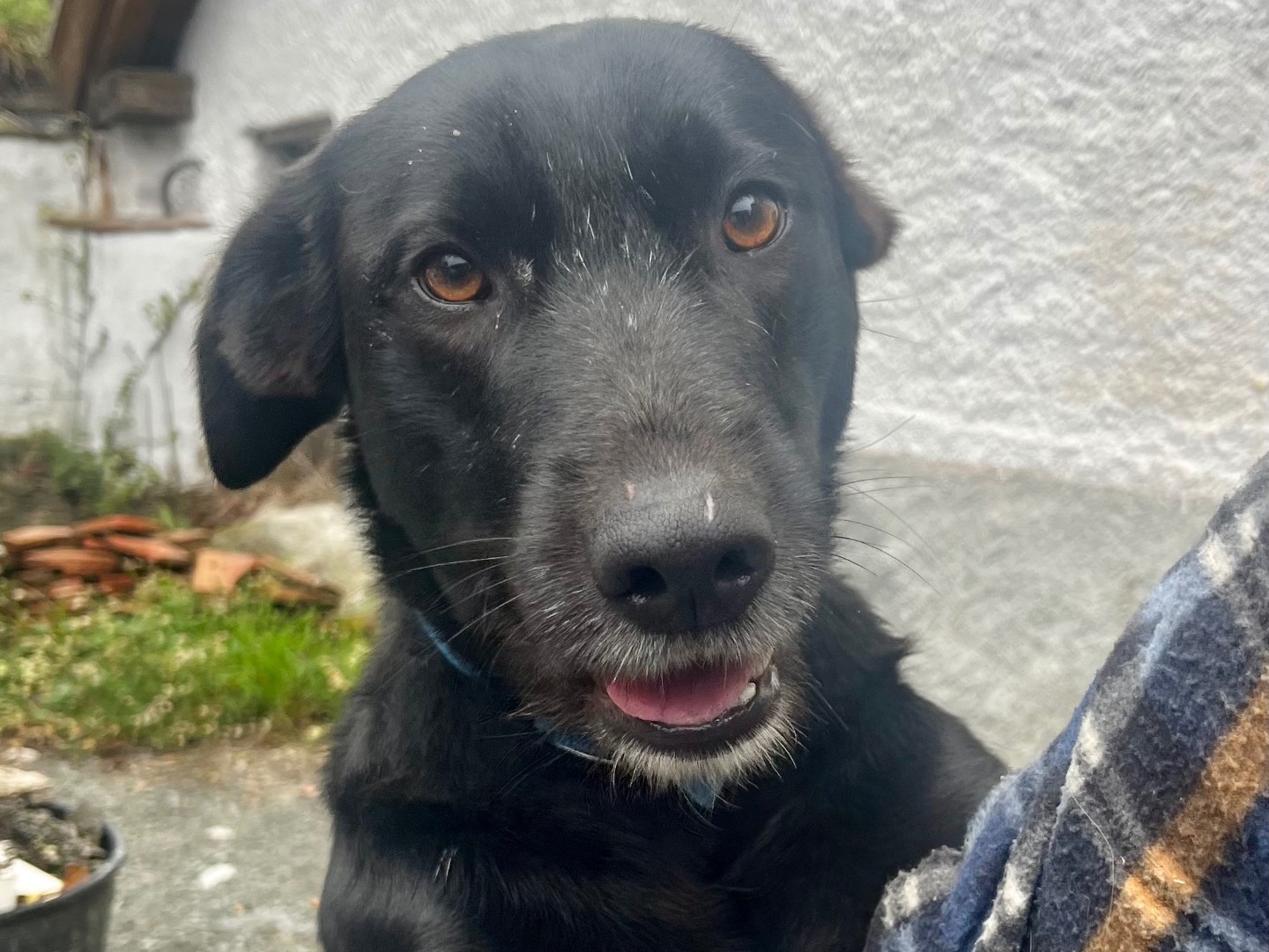 Adozione cane, femmina, Razza sconosciuta Razza sconosciuta, 2 anni, taglia media, Savona