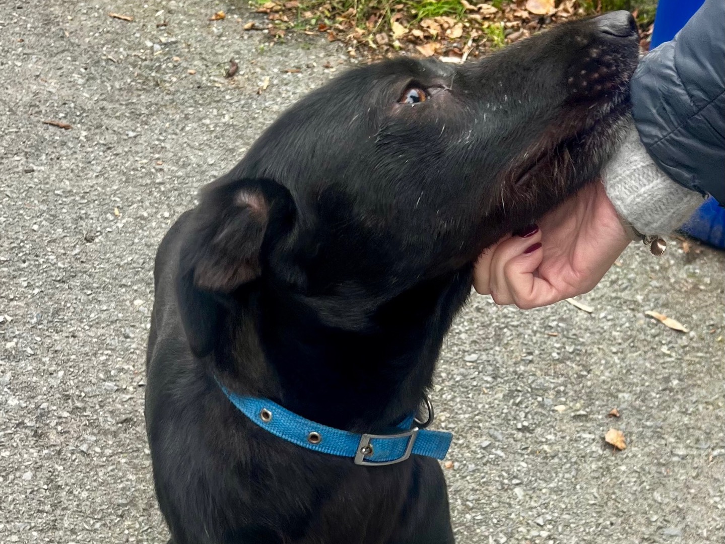 Adotta un cane, femmina, 2 anni, Savona