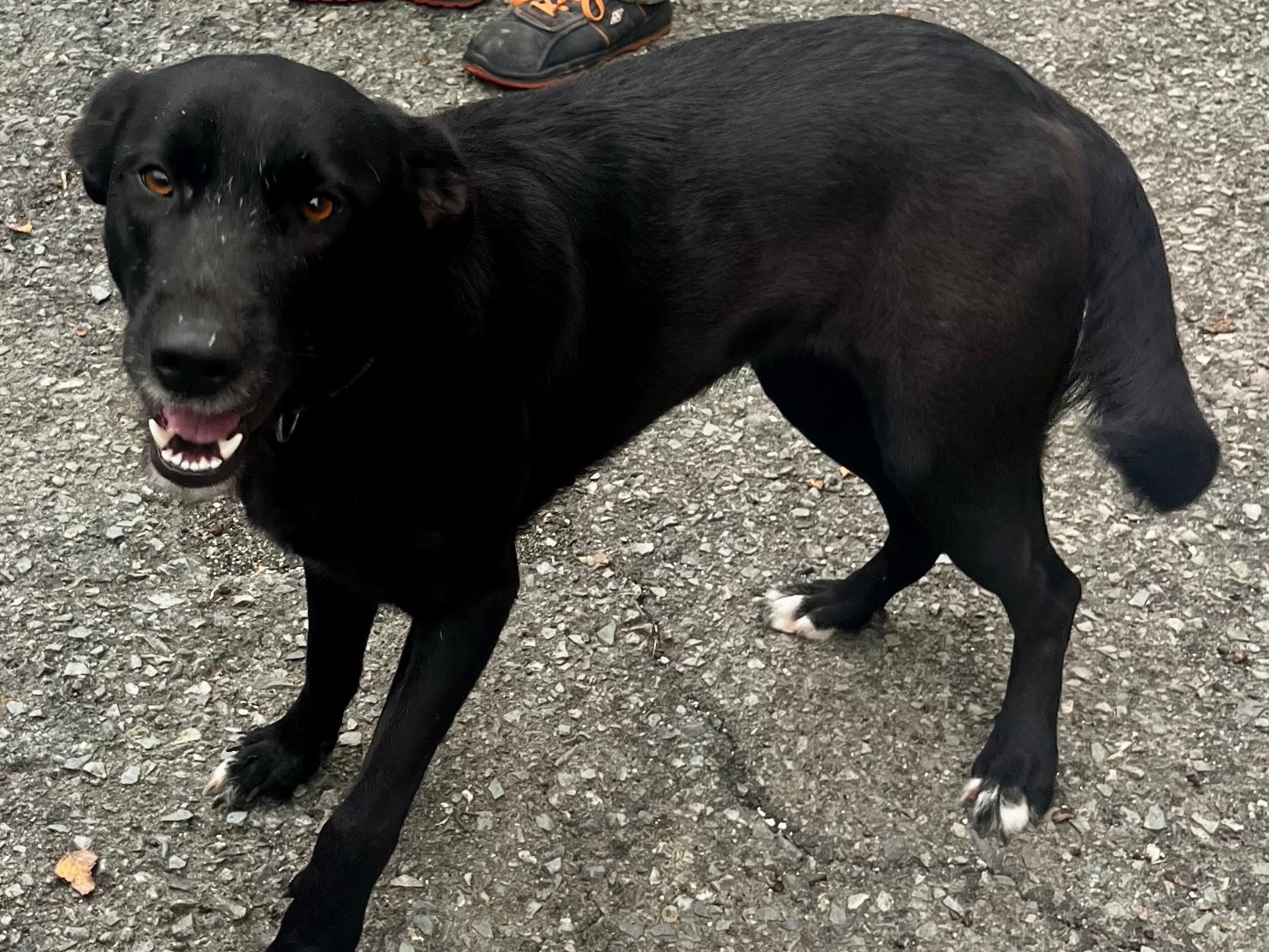 Adotta un cane, taglia media, femmina, Savona