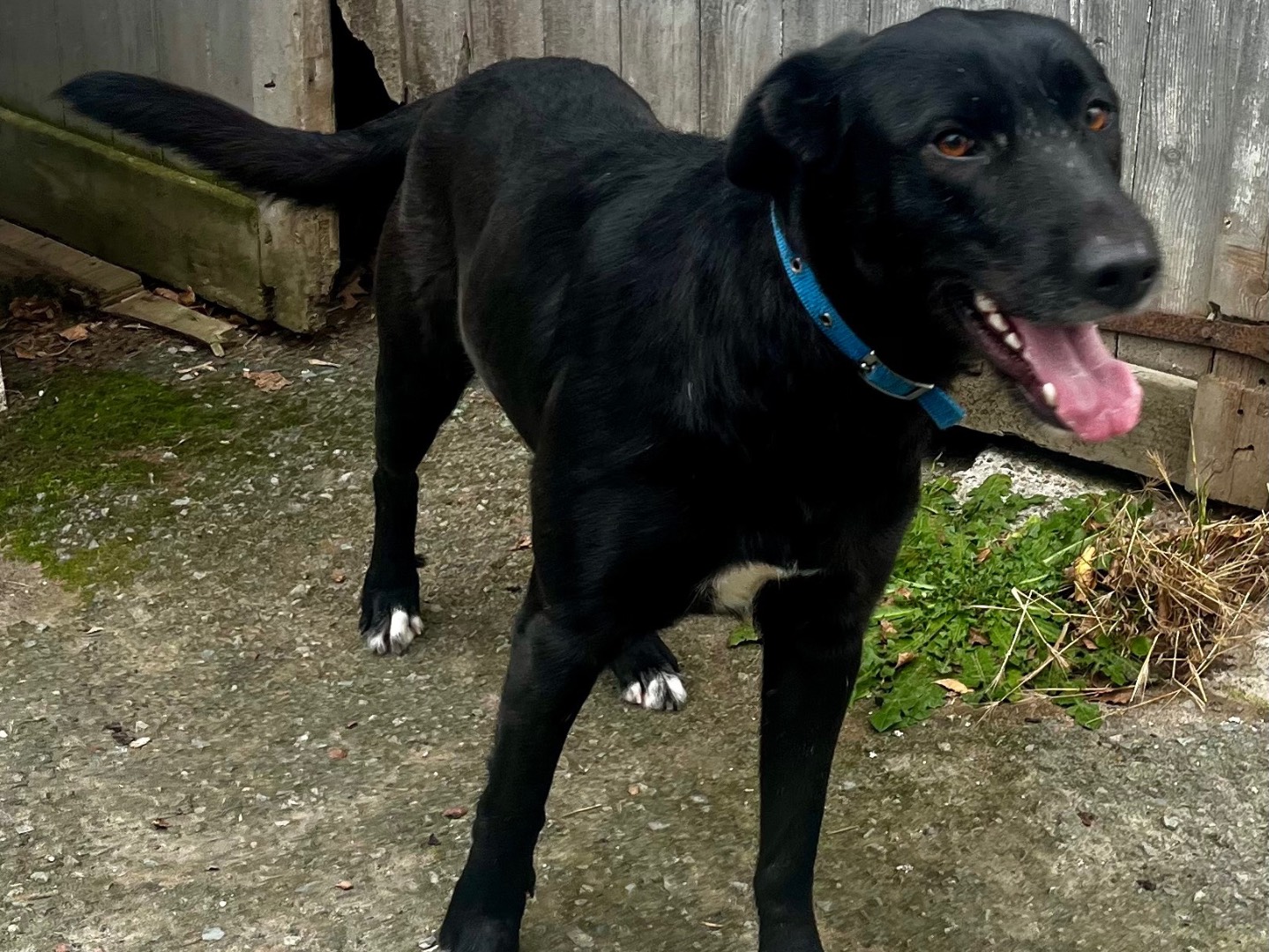 Vuoi adottare un cane a Savona?