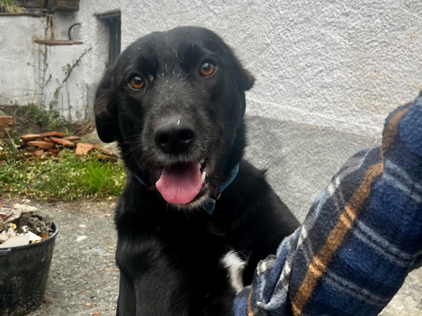 Adotta il cane Skitty a Savona