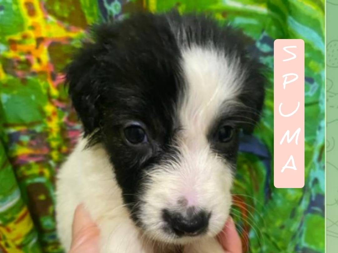 Adozione cane, femmina, Razza sconosciuta Razza sconosciuta, 1 mesi, taglia media, Viterbo