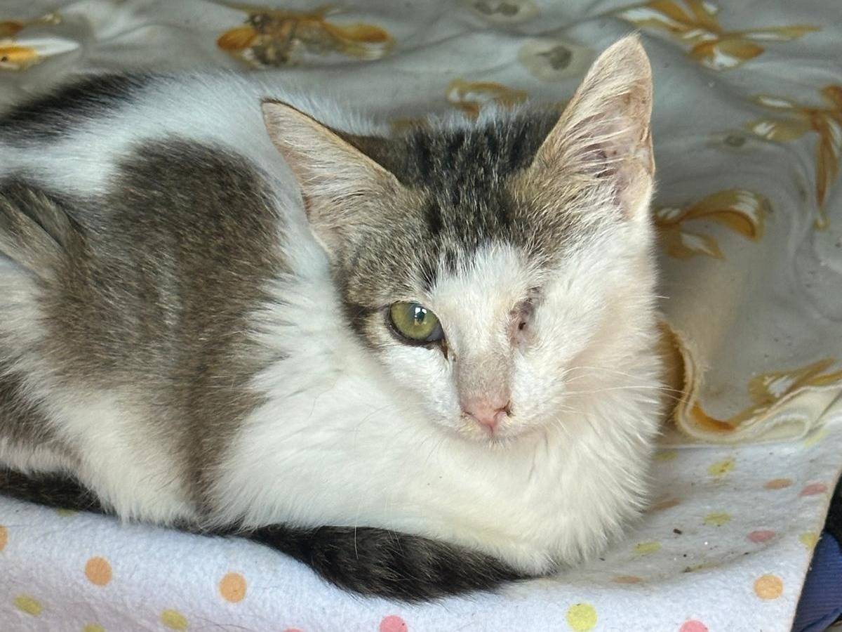 Adozione gatto, femmina, Razza sconosciuta Razza sconosciuta, 6 mesi, taglia non valida, Trapani