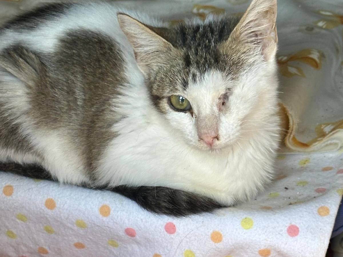 Adotta un gatto, femmina, 6 mesi, Trapani