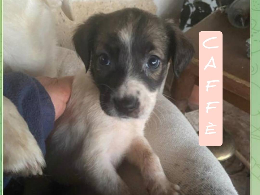 Adozione cane, femmina, Razza sconosciuta Razza sconosciuta, 1 mesi, taglia media, Viterbo