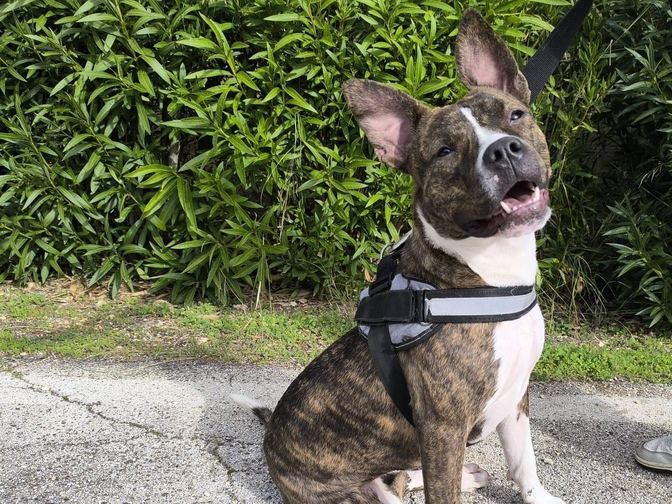 Adozione cane, femmina, American Staffordshire Terrier Razza sconosciuta, 1 anno, taglia media, Bari