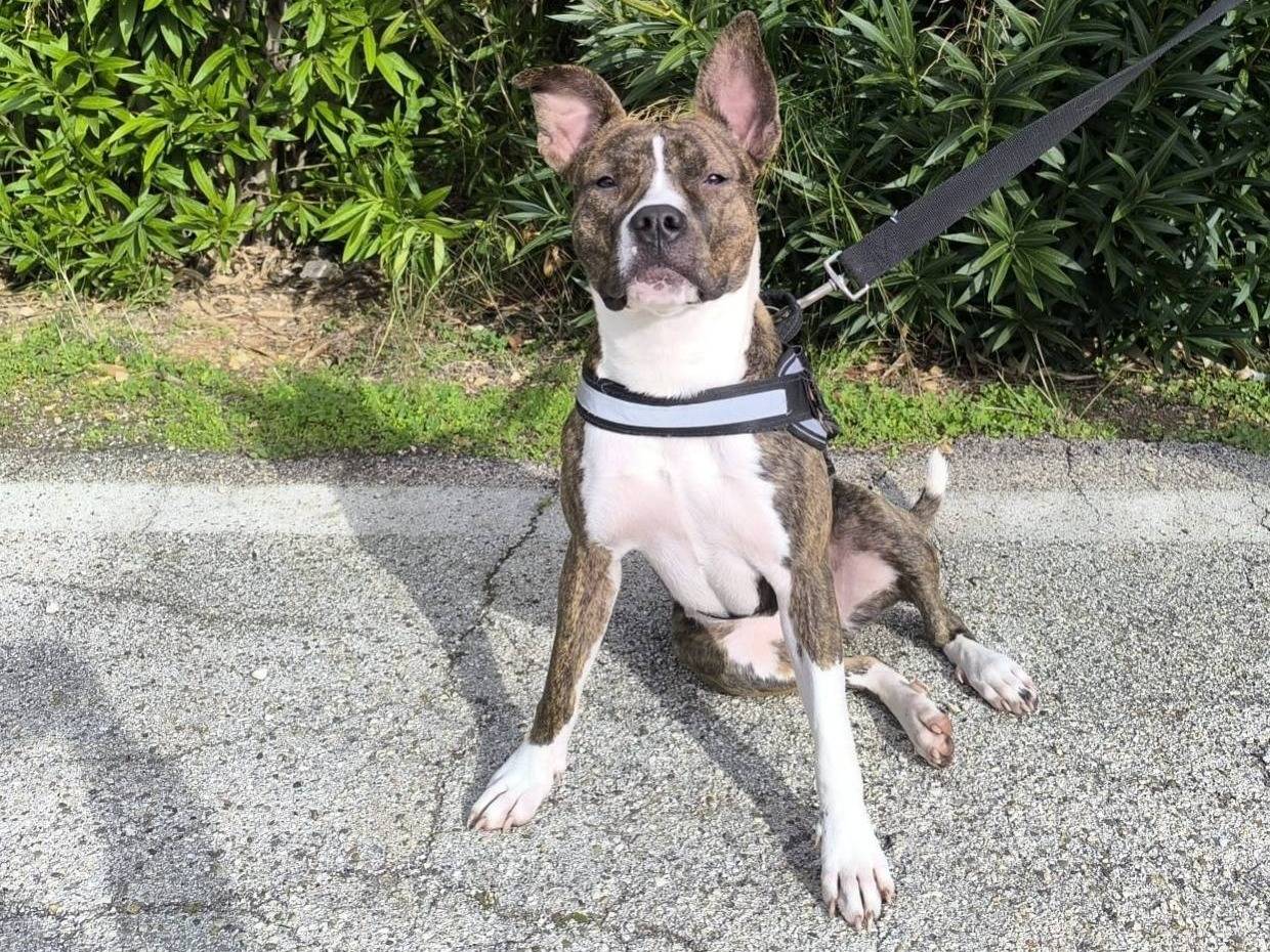 Adotta un cane, femmina, 1 anno, Bari