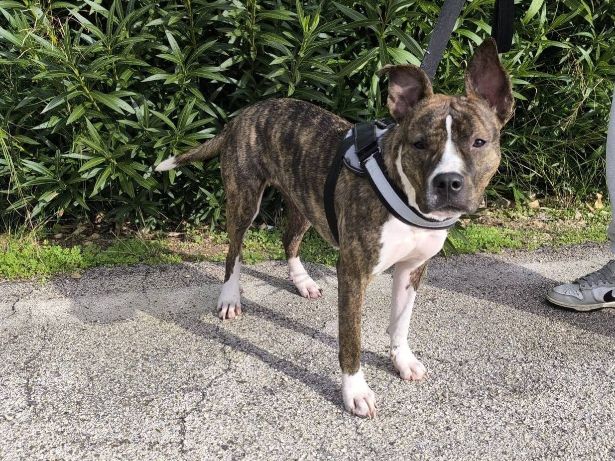 Adotta un cane, taglia media, femmina, Bari