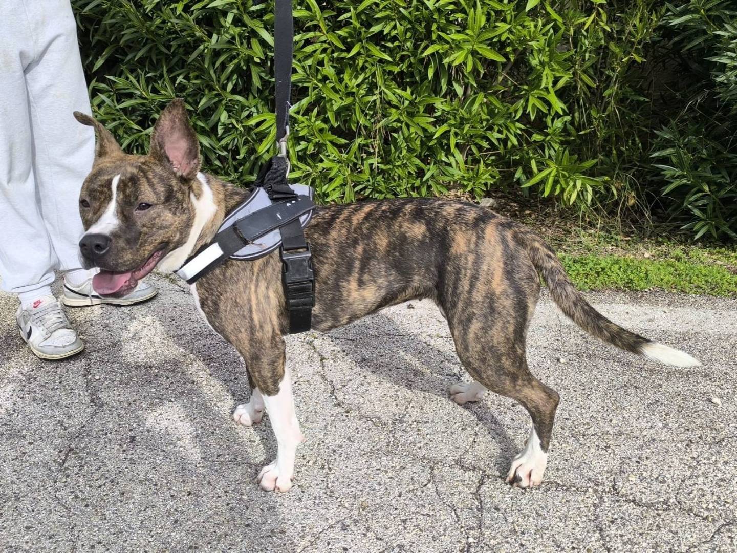 Vuoi adottare un cane a Bari?