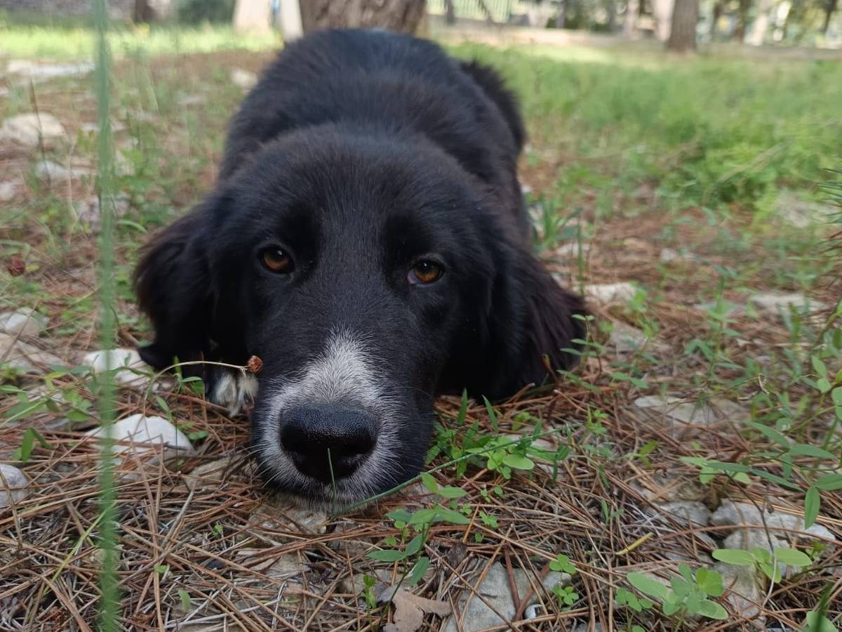 Adozione cane, femmina, Border Collie Razza sconosciuta, 6 mesi, taglia media, Varese