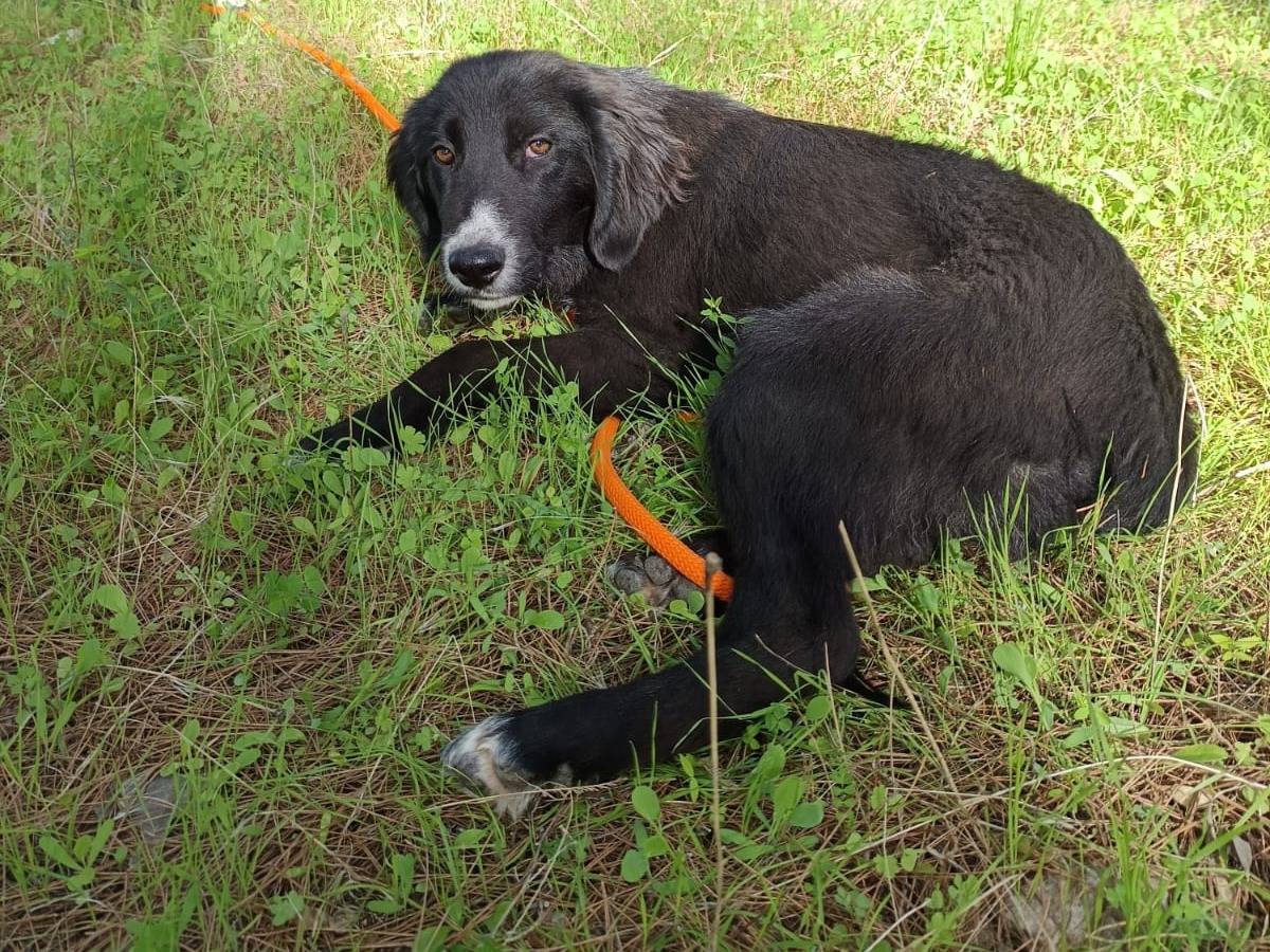 Adotta il cane Ingrid a Varese