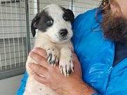 Adozione cane, femmina, Razza sconosciuta Razza sconosciuta, 2 mesi, taglia media contenuta, Trapani