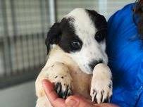 Adotta un cane, femmina, 2 mesi, Trapani